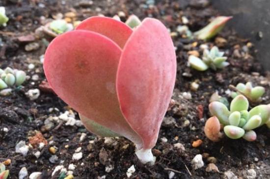 唐印多肉的养殖方法