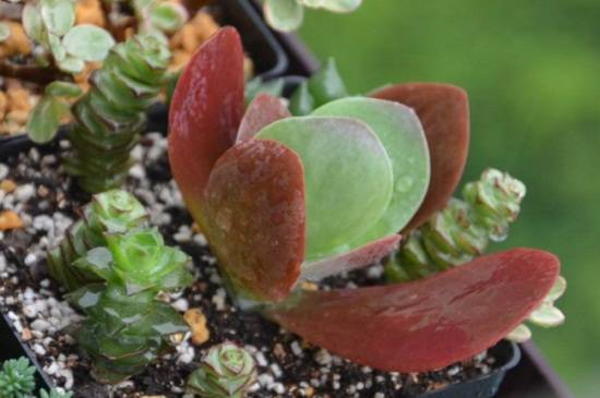 唐印多肉的养殖方法