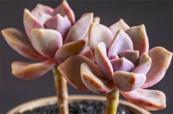 紫乐多肉的养殖技巧