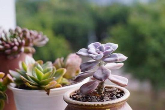 紫乐多肉的养殖技巧