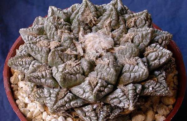 龟甲牡丹好养吗 龟甲牡丹的养殖方法