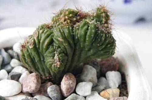 1559795922137353.jpg 山影拳的养殖方法和注意事项