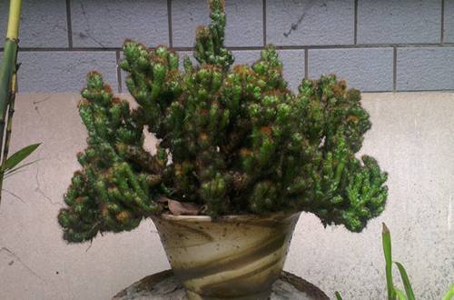 1559795931102441.jpg 山影拳的养殖方法和注意事项