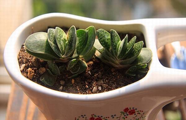 子宝的养殖方法和注意事项