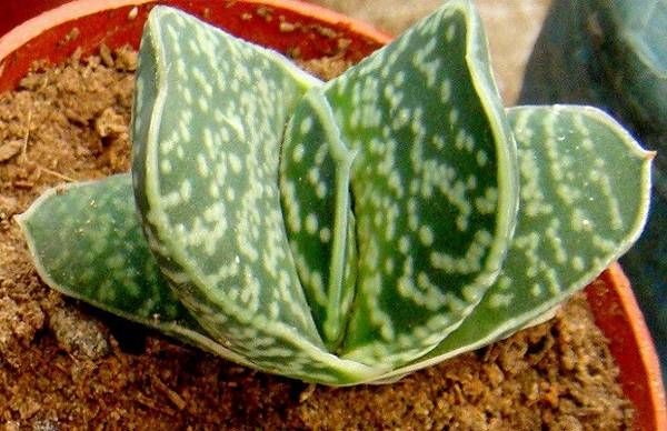 子宝的养殖方法和注意事项