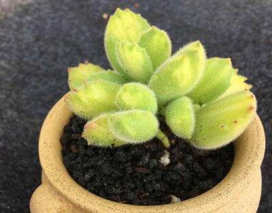 熊童子黄锦的养殖方法