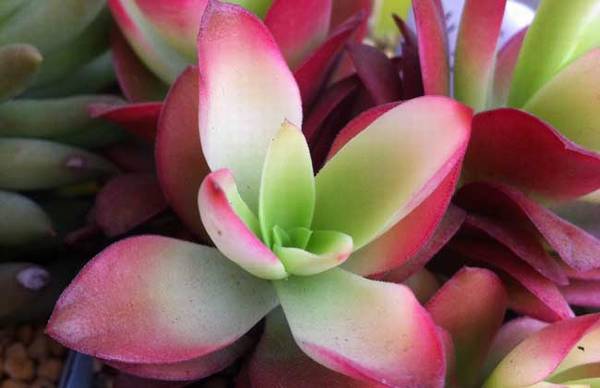 火祭怎么养红 火祭的养殖方法