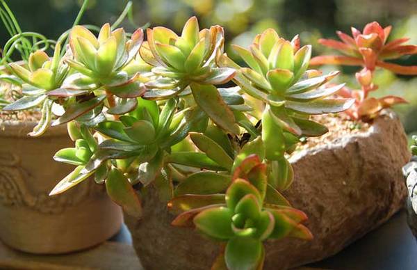 火祭怎么养红 火祭的养殖方法