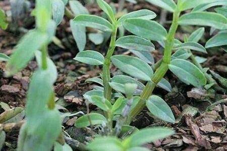 石斛盆栽怎么养爆盆多开花