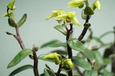 石斛盆栽怎么养爆盆多开花