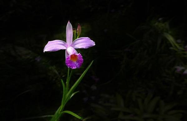 竹叶兰怎么浇水 四季浇水方法和注意事项