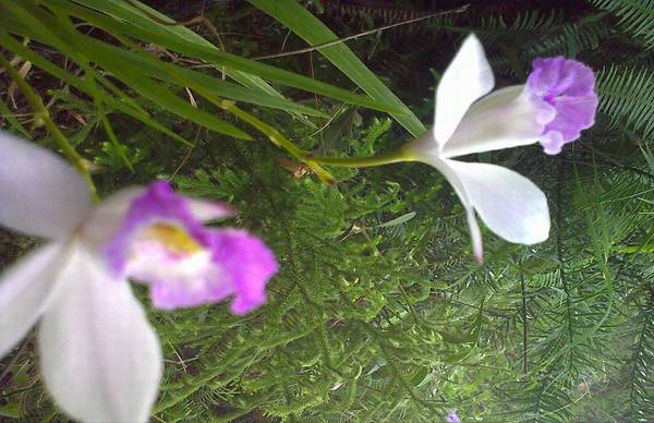 竹叶兰怎么浇水 四季浇水方法和注意事项