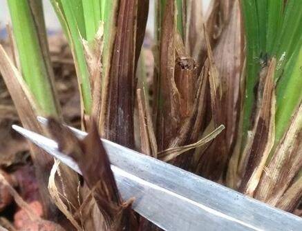 兰花偶尔这样修剪一下花开得更多