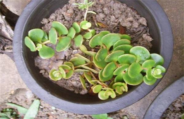 金枝玉叶掉叶是什么原因造成的