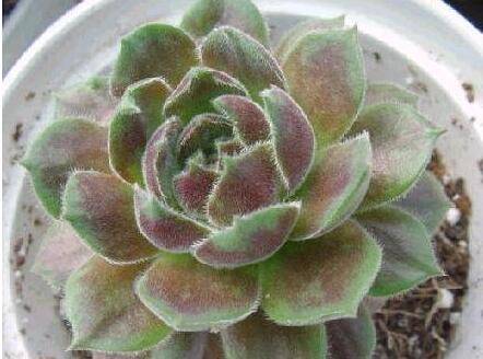 长生草好养吗 养殖方法和注意事项