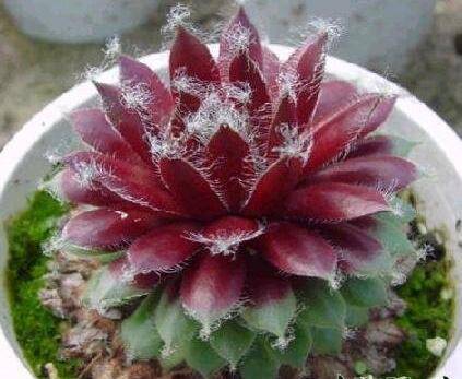 长生草好养吗 养殖方法和注意事项