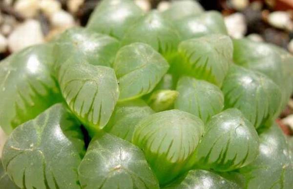 姬玉露怎么养 最全养殖方法指南