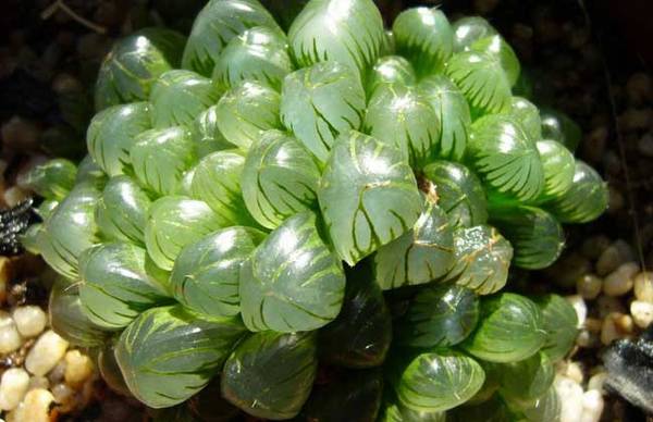 关于多肉玉露的养殖要点方法汇总