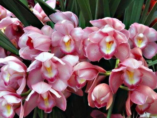 大花蕙兰的花后养护方法