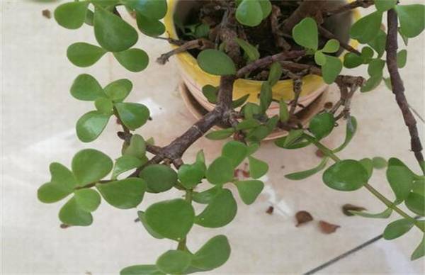 金枝玉叶掉叶是什么原因造成的