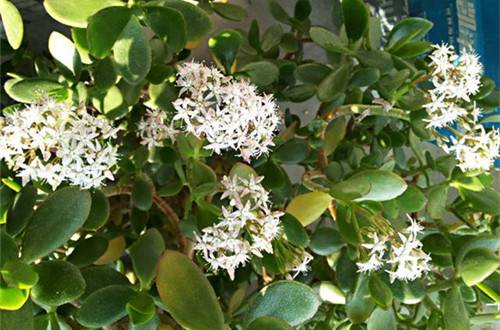 1509523267123849.jpg 玉树怎么养才能开花