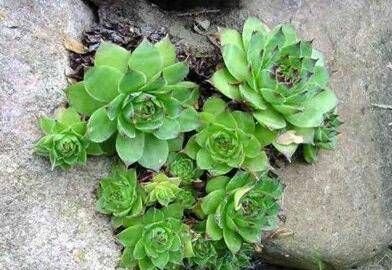 长生草怎么长好看的养殖方法