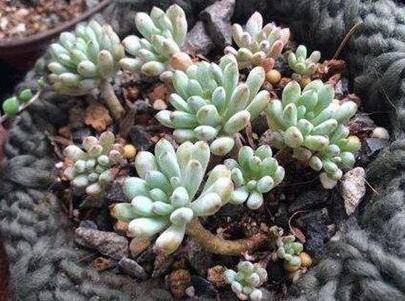 多肉绿豆怎么养好看 注意做好这4点养护