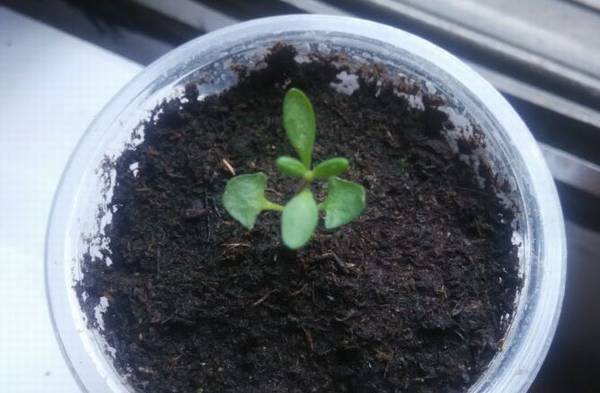 薰衣草种子好种吗 薰衣草的播种种植方法