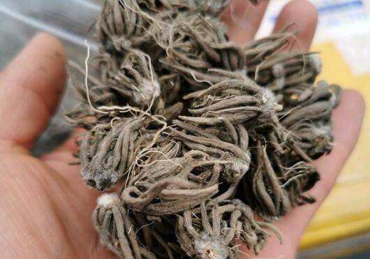 花毛茛什么时候种好 最佳种植时间和方法