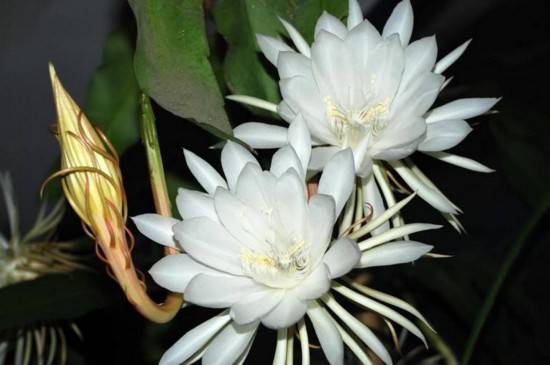 想种昙花的叶插方法