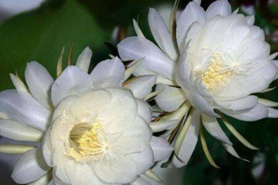 想种昙花的叶插方法