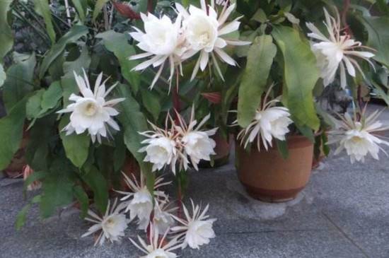 想种昙花的叶插方法