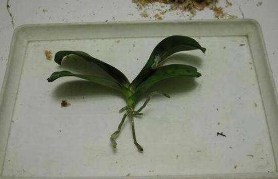 蝴蝶兰最简单的繁殖方法