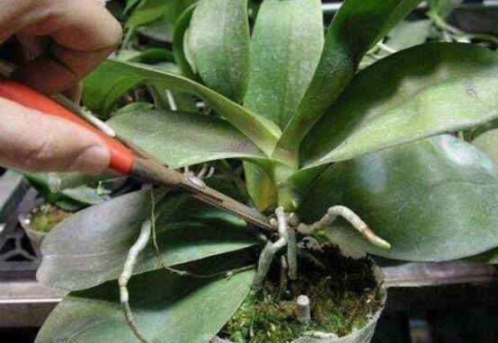 蝴蝶兰最简单的繁殖方法