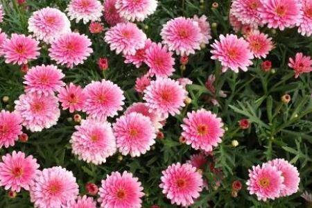 玛格丽特花怎么繁殖 两种扦插方法了解下