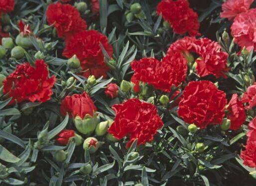 康乃馨怎么扦插移栽