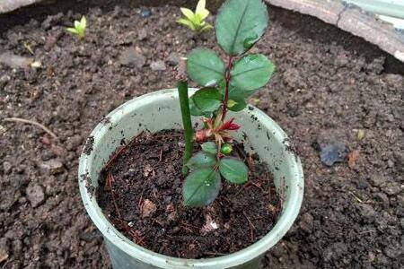 月季花扦插多久能生根