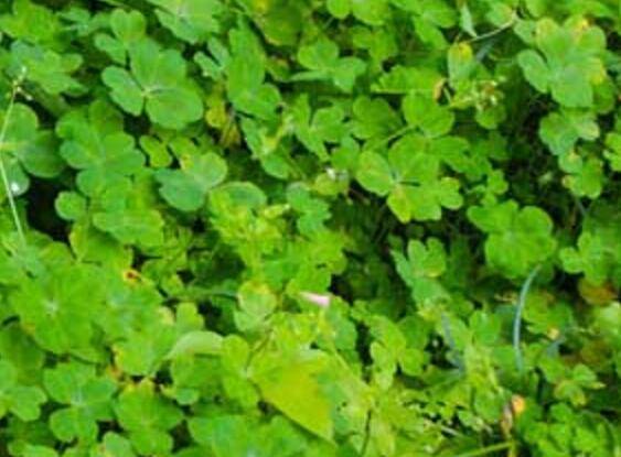 三叶草种子的播种管理方法