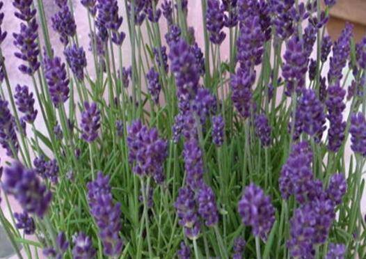 薰衣草种子怎么种?刚发芽如何养护