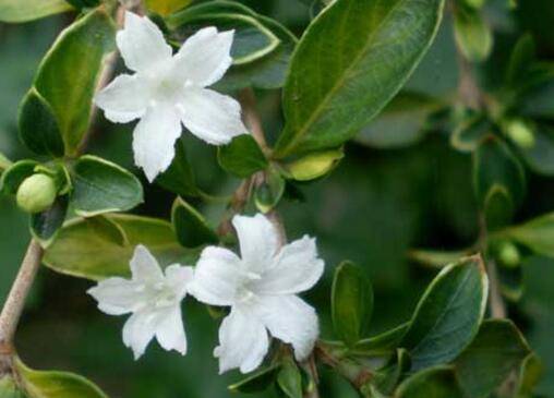 六月雪的繁殖方法