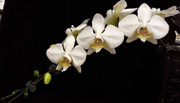 14种原生蝴蝶兰欣赏珍惜而又美丽