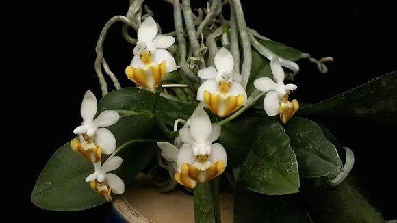 14种原生蝴蝶兰欣赏珍惜而又美丽