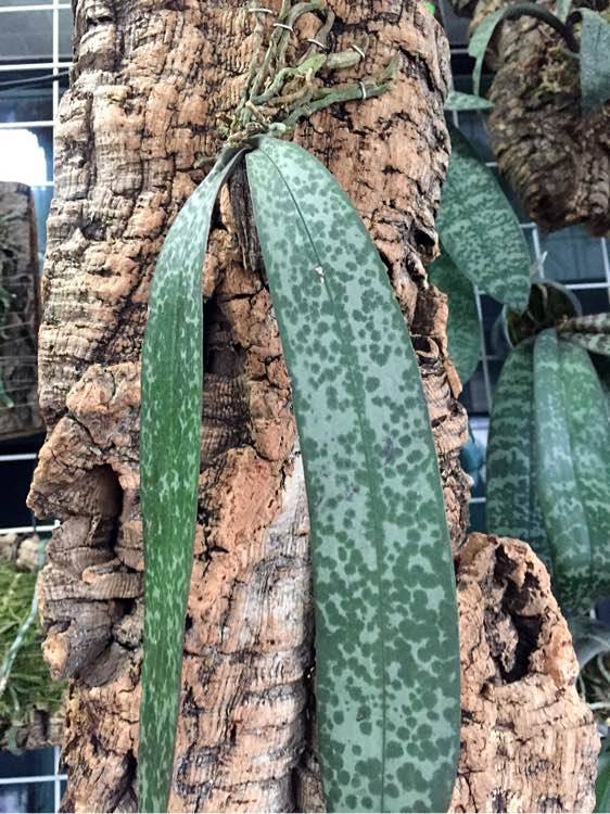 西雷利蝴蝶兰tkb产区 Phal schilleriana TKB原种山采西雷利