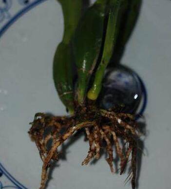 卡特兰换盆需要注意什么(盆不是越大越好)