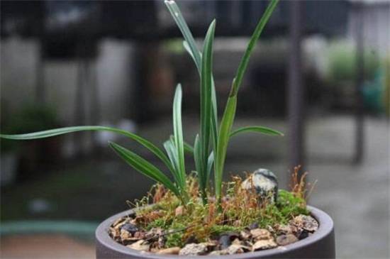 兰花种子发芽方法,看兰花种子怎么种