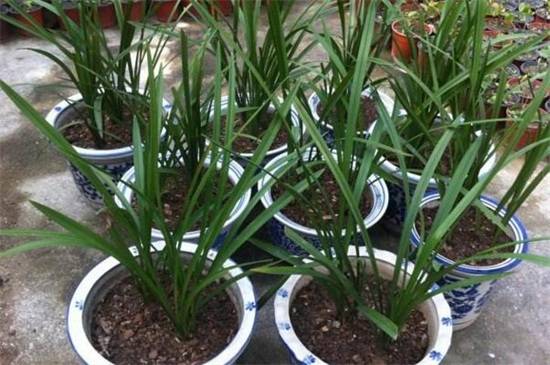 兰花分盆最佳时间和注意事项