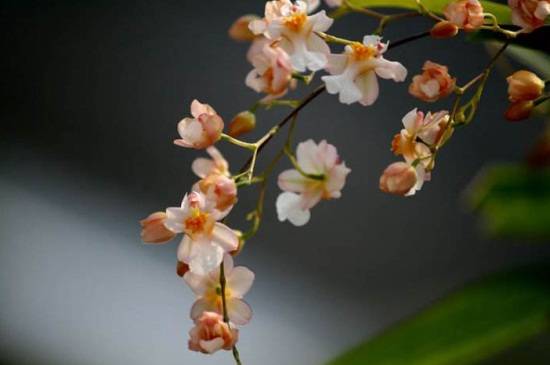 文心兰怎么浇水,详解文心兰四季浇水方法