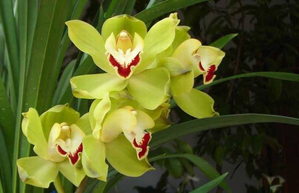 兰花品种的鉴别方法