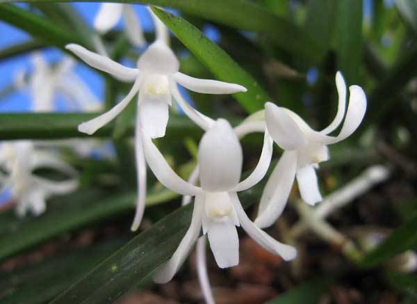 兰花品种的鉴别方法