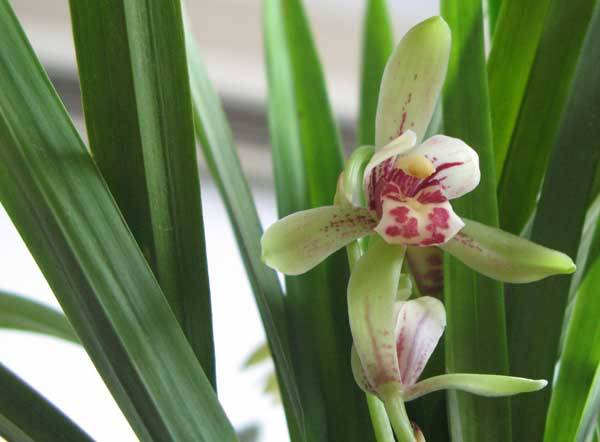 兰花品种的鉴别方法